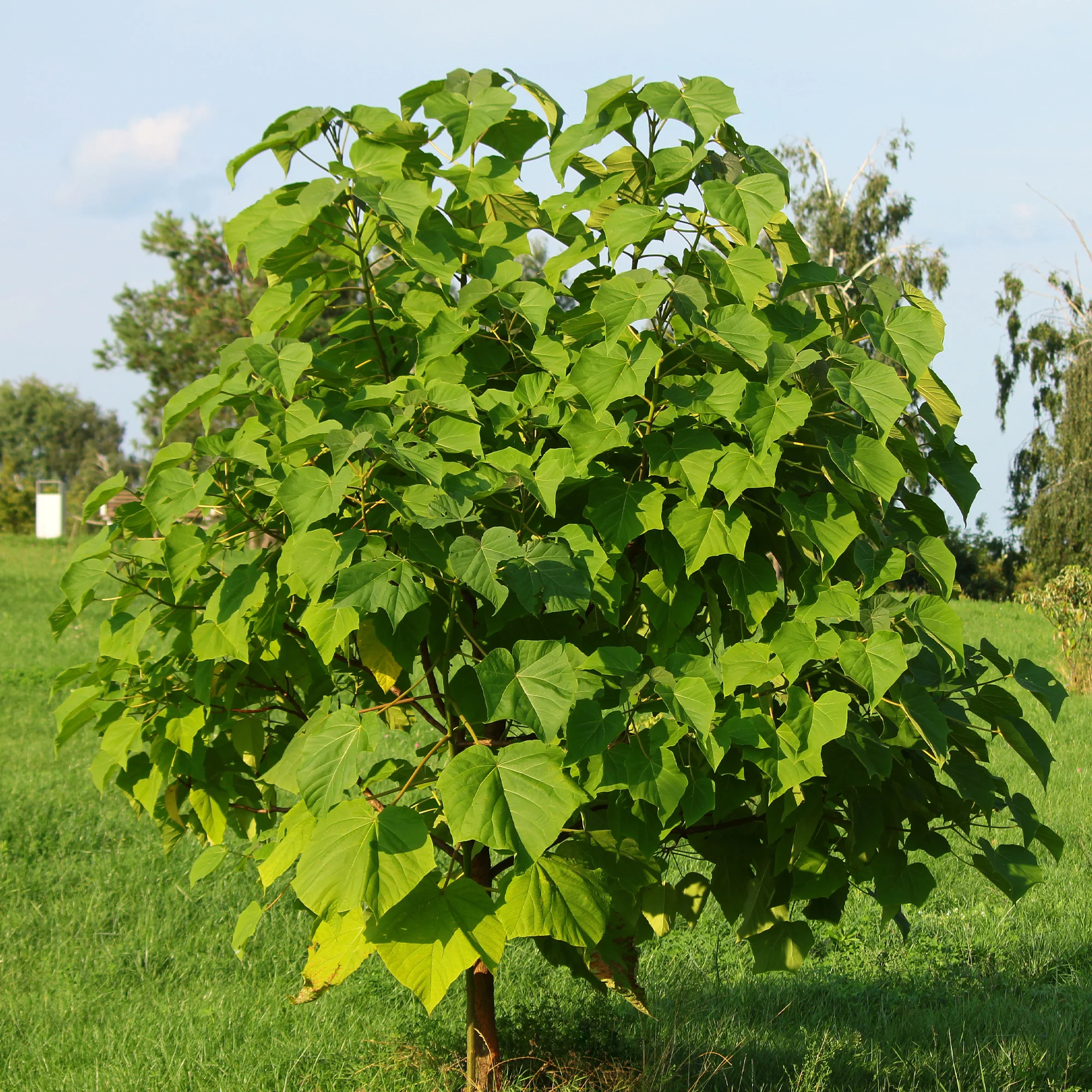Blauglockenbaum - Image 6