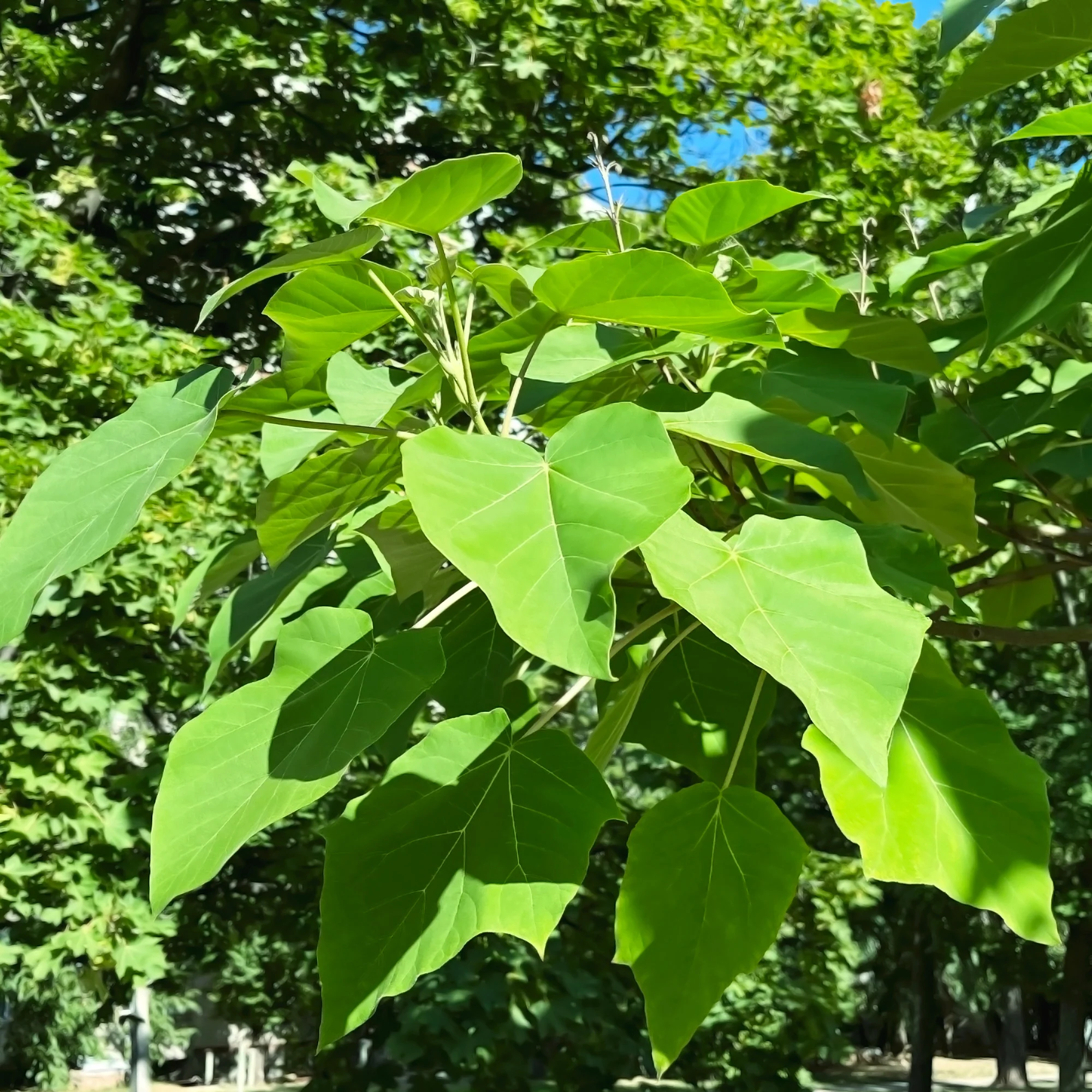 Blauglockenbaum - Image 7