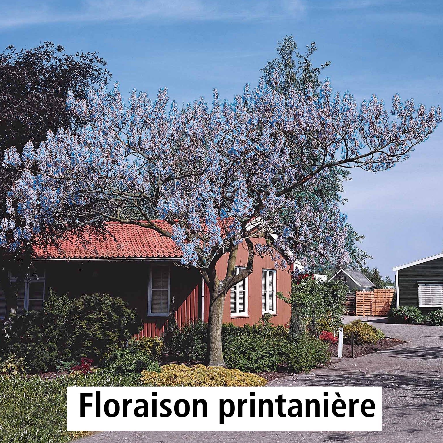 Blauglockenbaum - Image 8