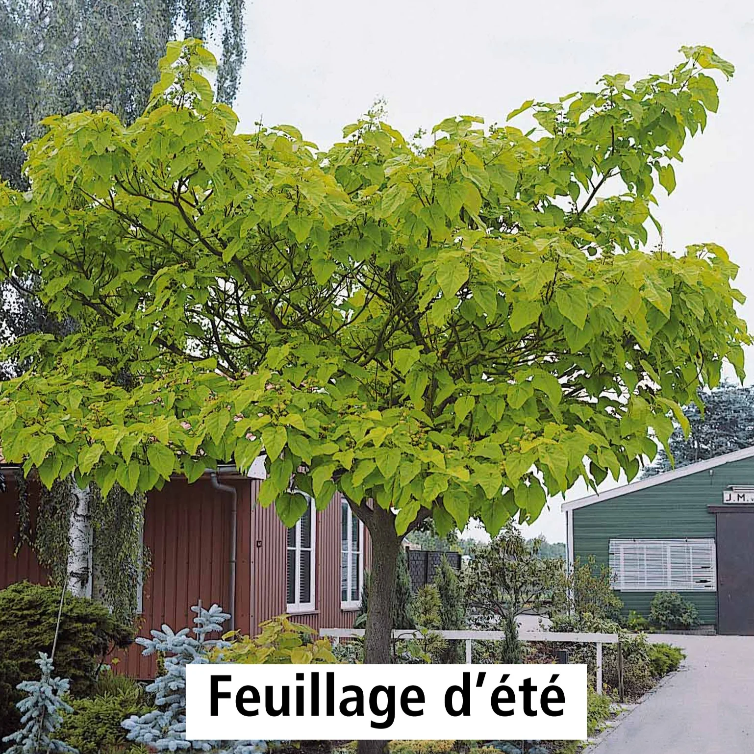 Blauglockenbaum - Image 9
