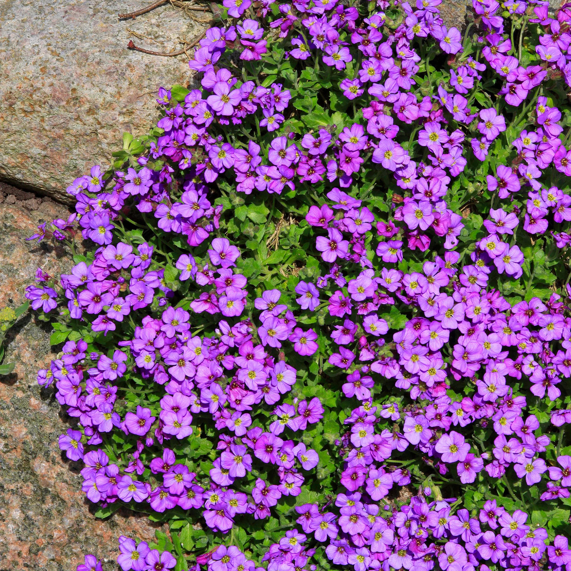 Blaukissen 'Hamburger Stadtpark'