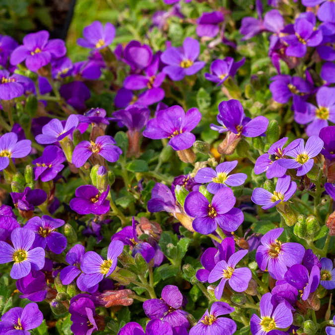 Blaukissen 'Hamburger Stadtpark' - Image 3