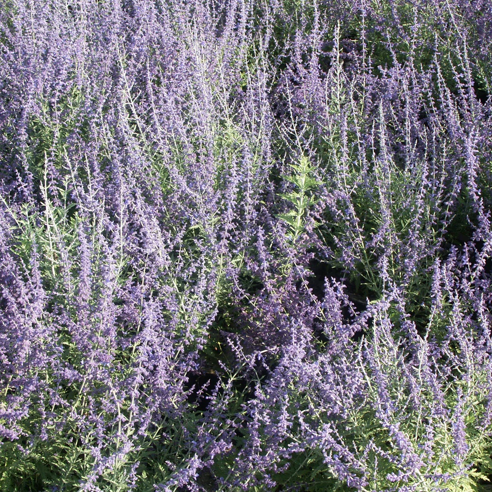 Blauraute 'Blue Spire' - Image 3