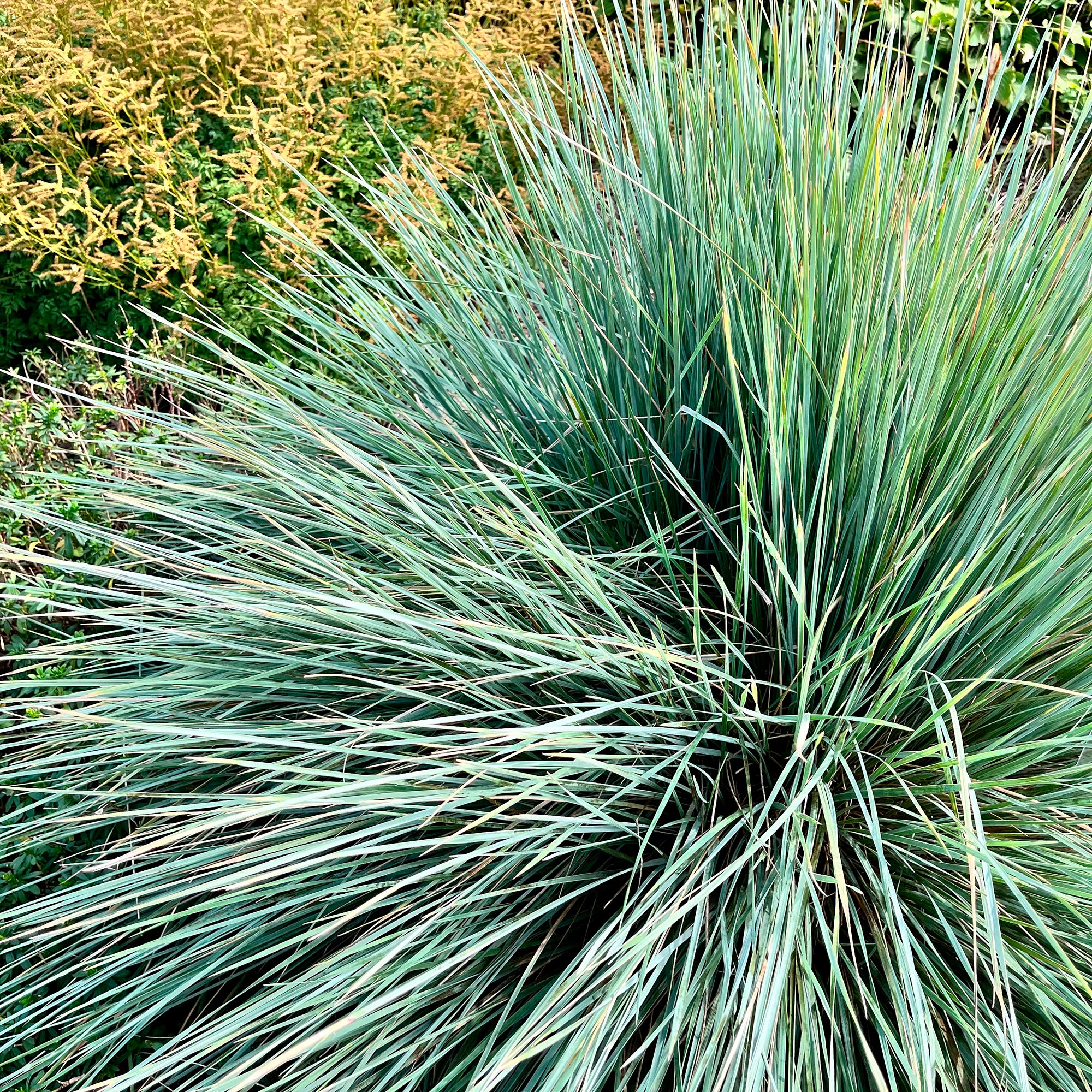 Blaustrahlhafer Pendula - Image 2