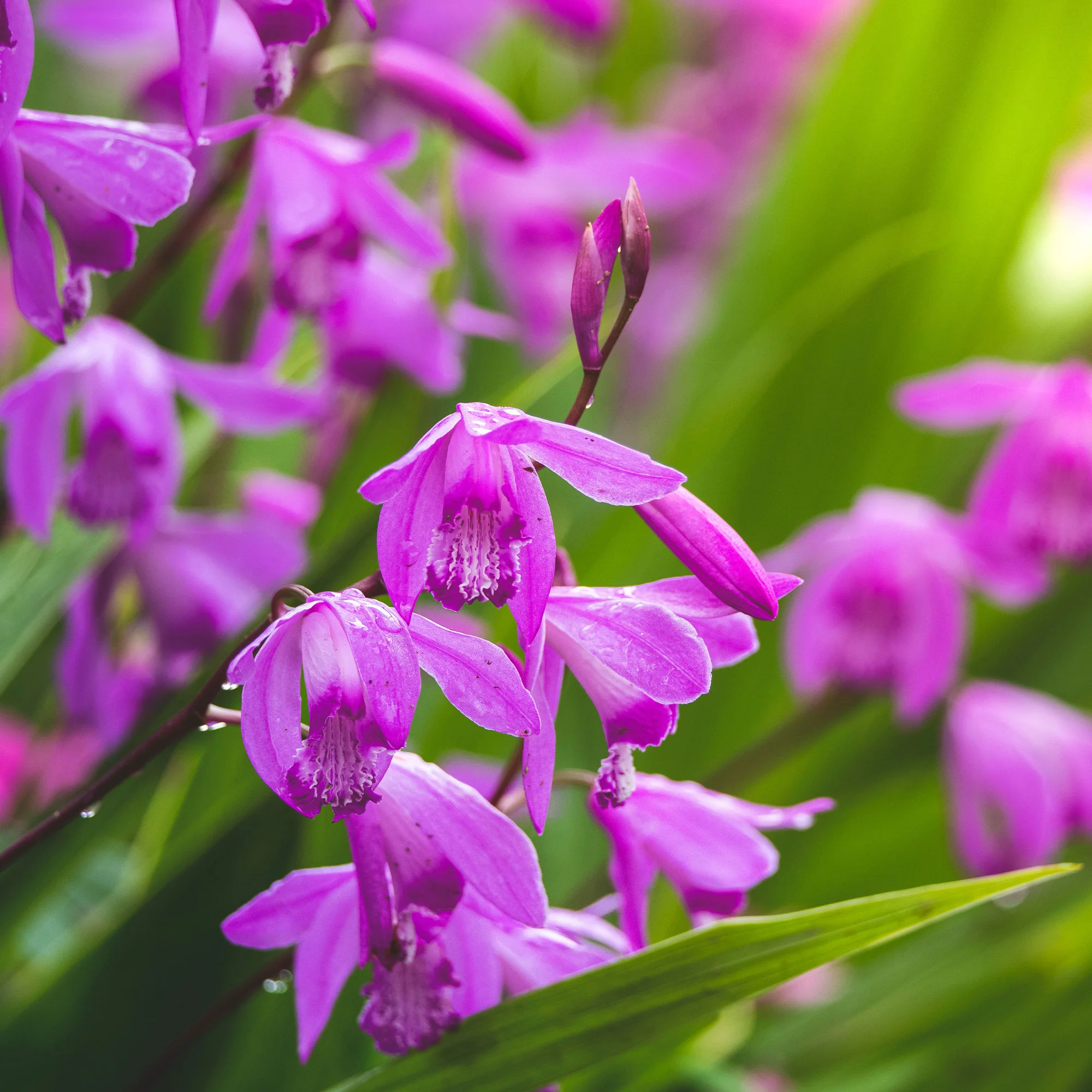 Bletilla (Hyazinthen-Orchidee)