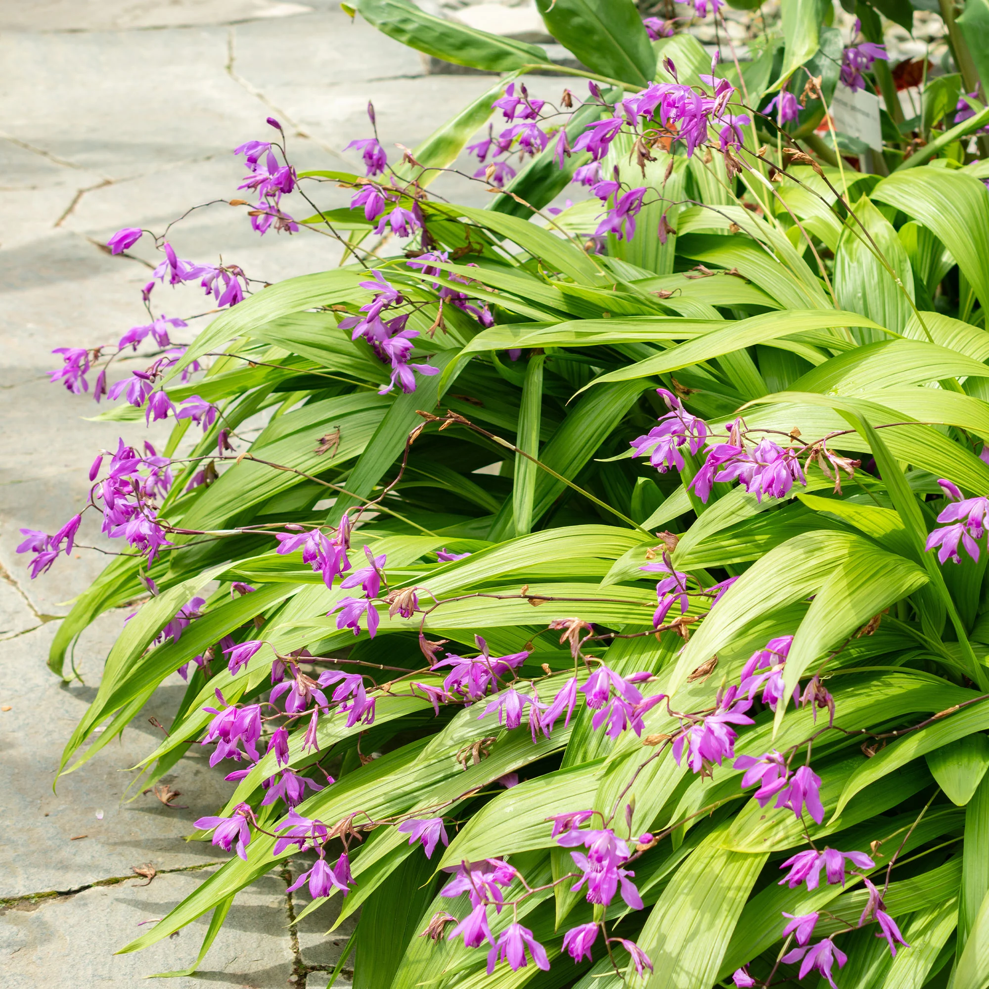 Bletilla (Hyazinthen-Orchidee) - Image 2