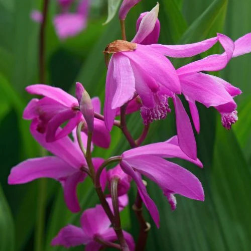 Bletilla (Hyazinthen-Orchidee) - Image 4