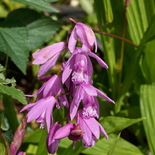 Bletilla (Hyazinthen-Orchidee) - Image 5