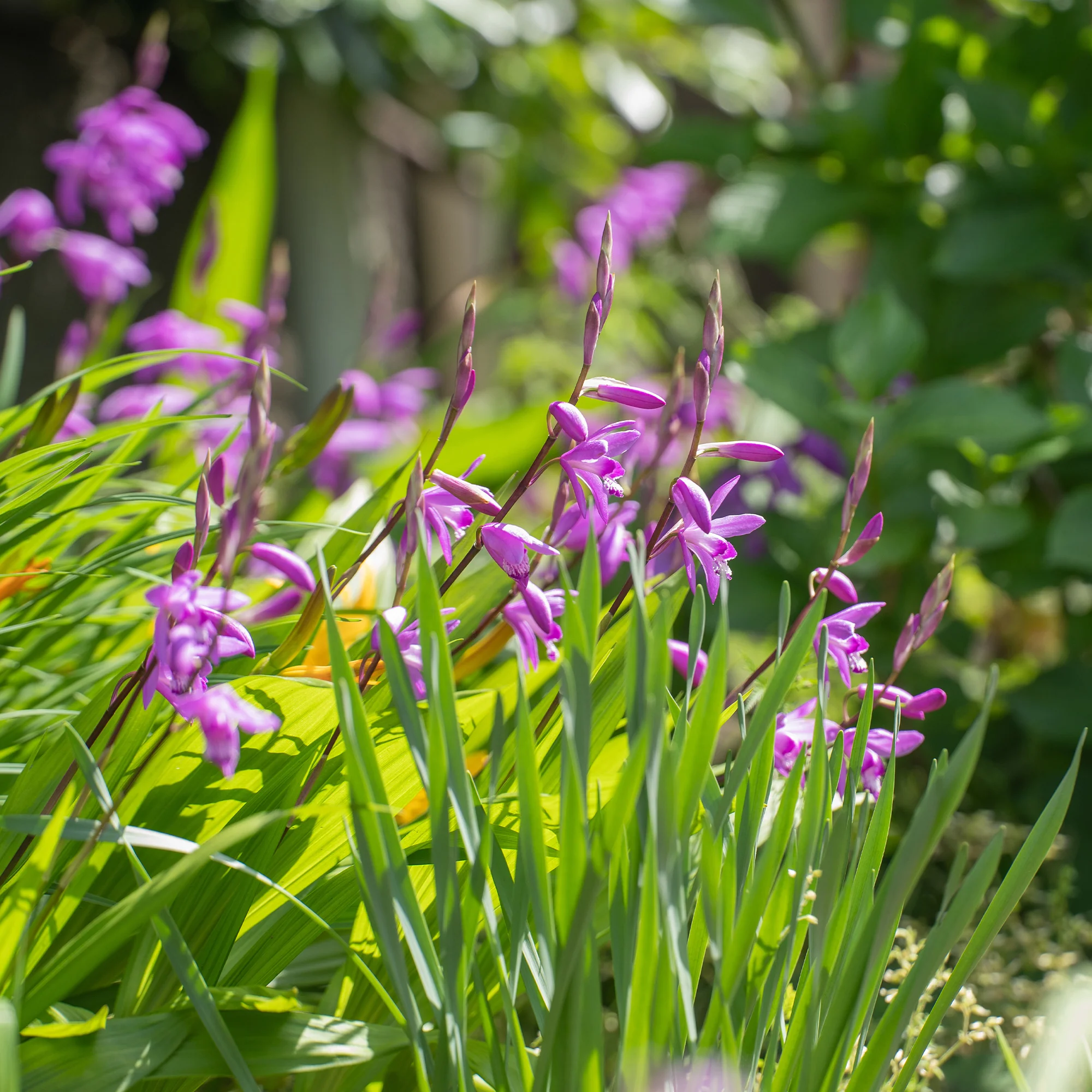 Bletilla (Hyazinthen-Orchidee) - Image 6