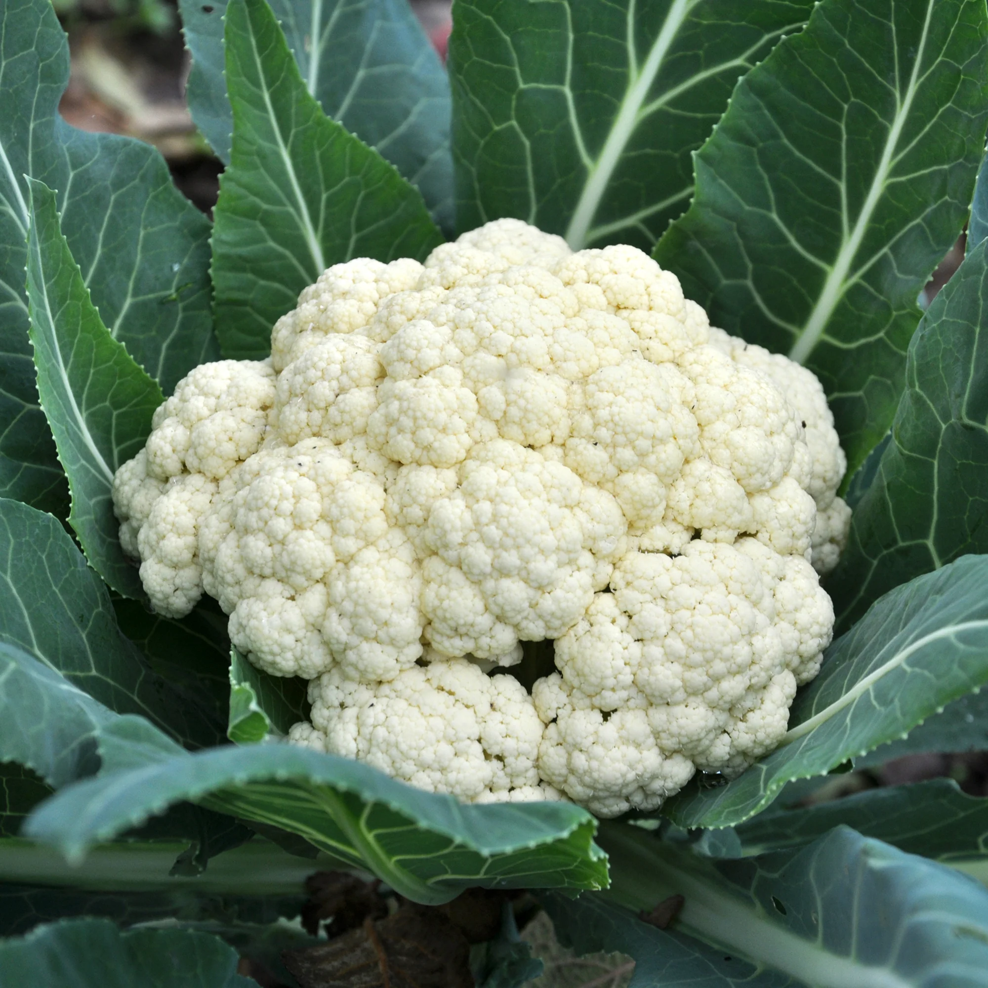 Blumenkohl Novia F1