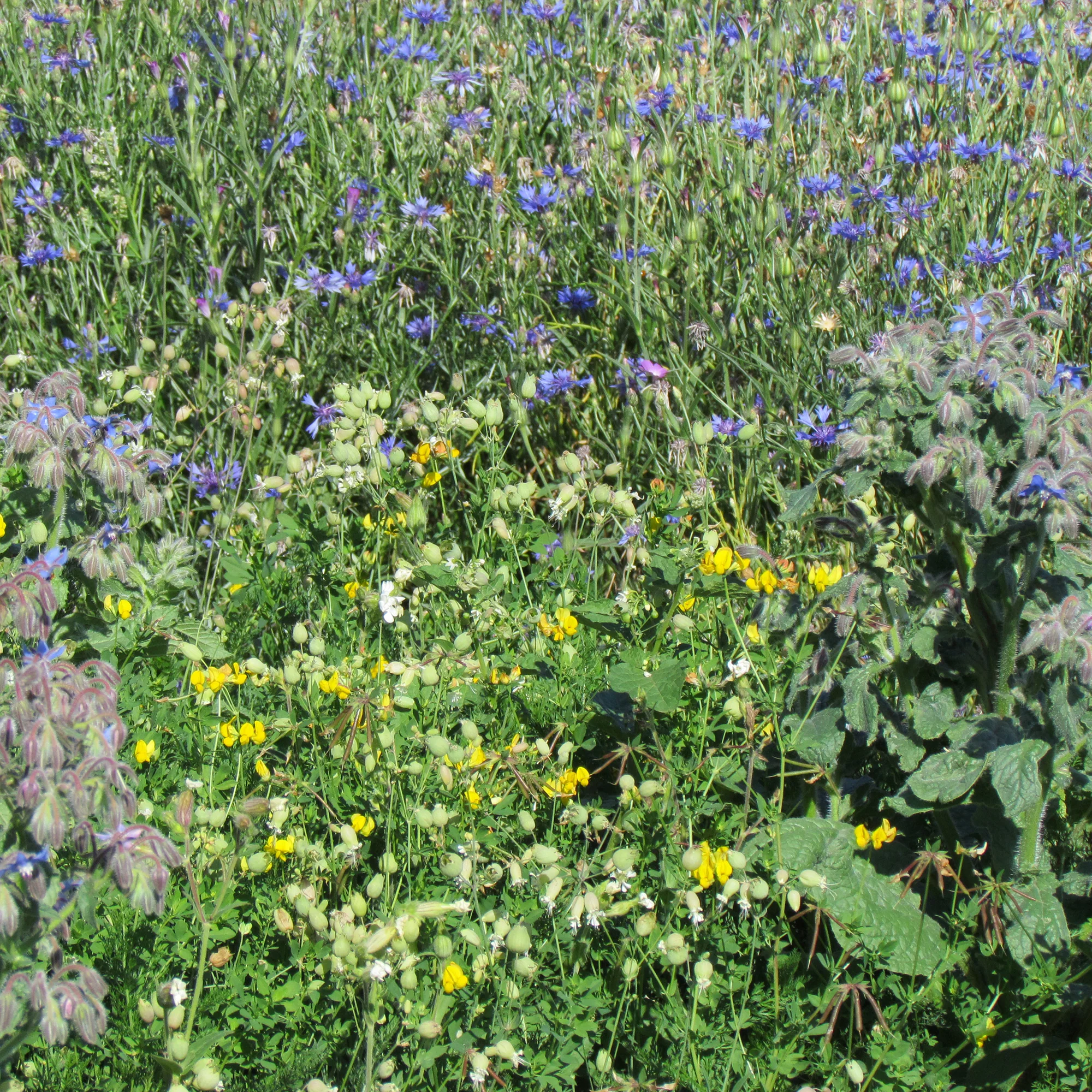Blumenmischung „Allround“