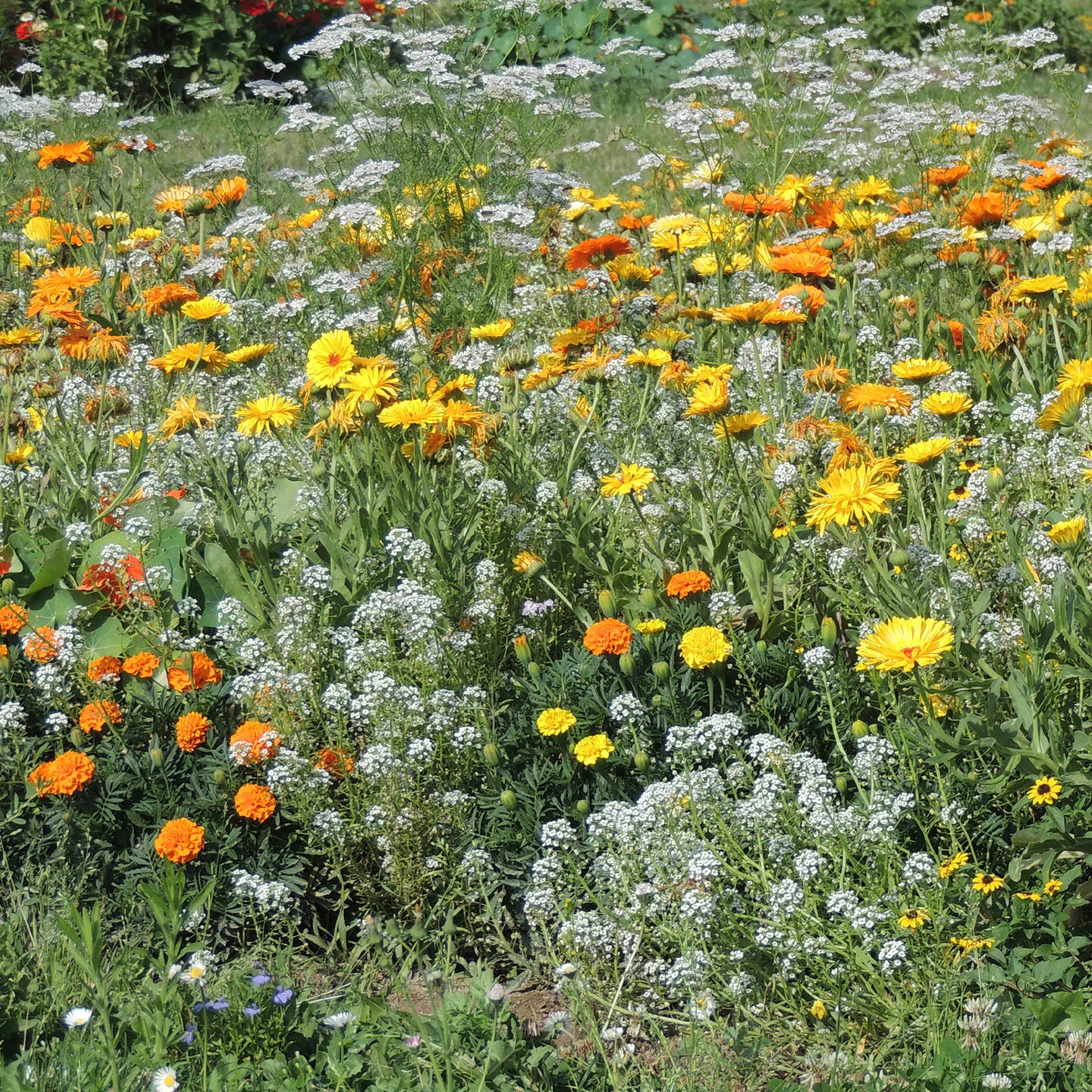 Blumenmischung gegen Blattläuse