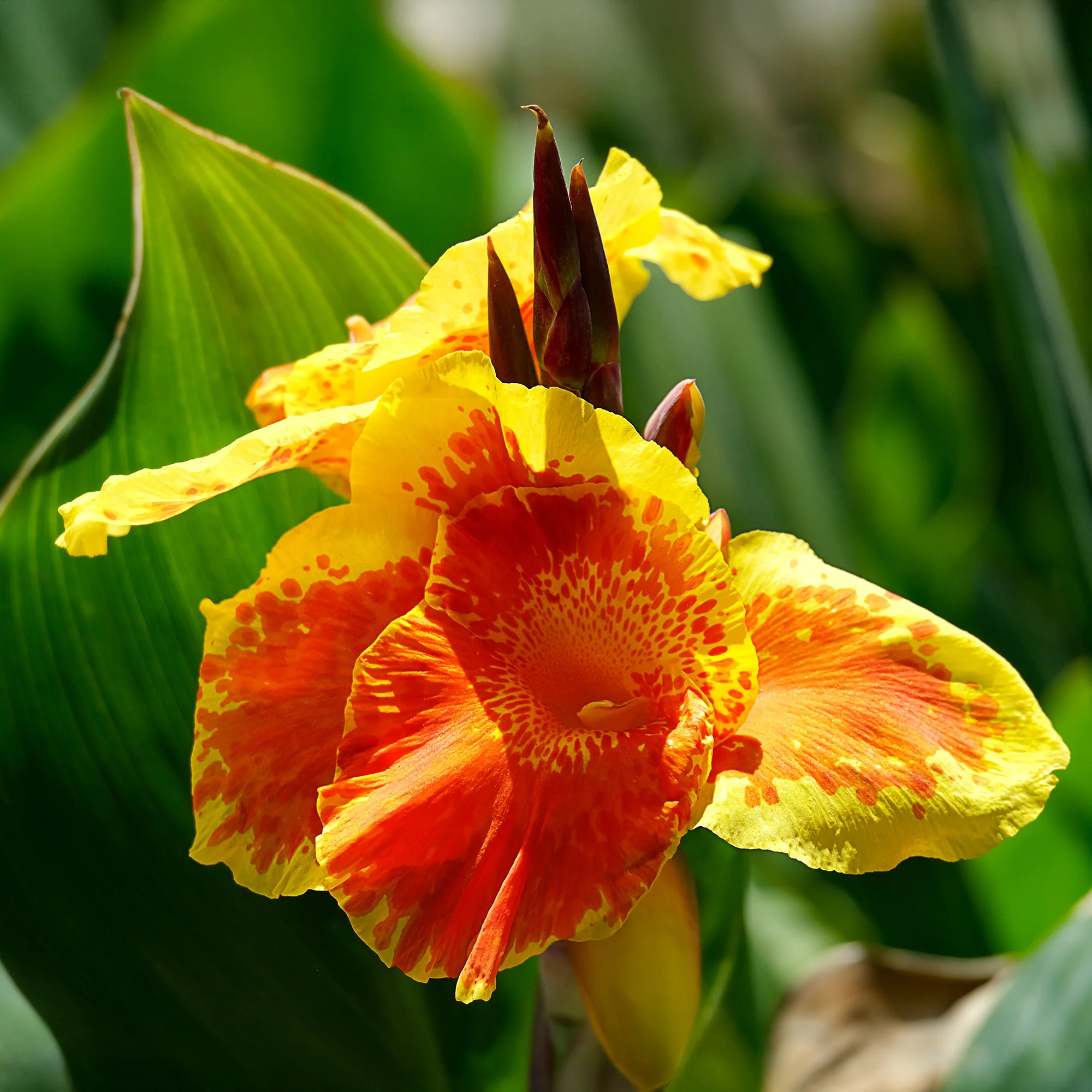 Blumenrohr Tropicanna Gold