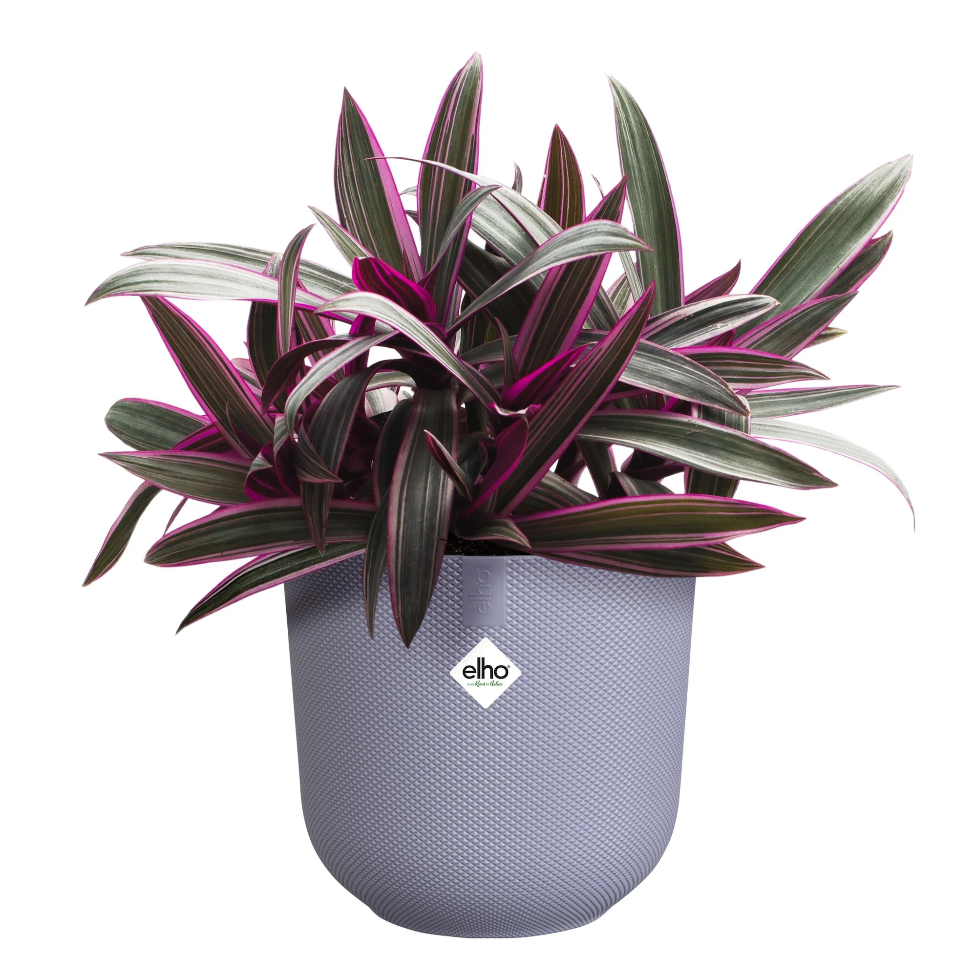 Blumentopf Jazz lila ELHO - Image 6