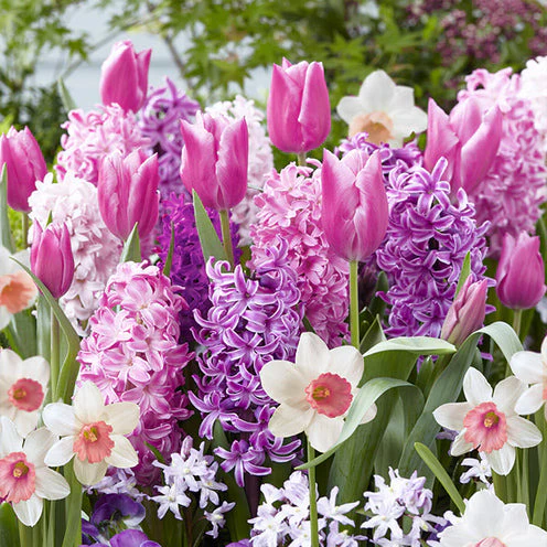 Blumenzwiebel-Mischung 'Bordure Rose' (x35)