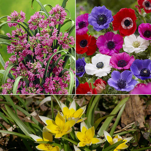 Blumenzwiebel-Mischung 'Running Wild' (x100) - Image 3