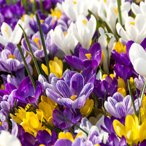 Blumenzwiebel-Mischung 'Running Wild' (x100) - Image 4