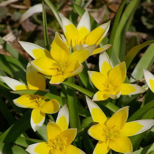 Blumenzwiebel-Mischung 'Running Wild' (x100) - Image 5
