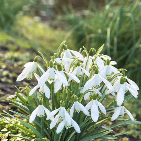 Blumenzwiebel-Mischung 'Running Wild' (x100) - Image 7