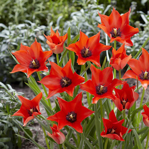 Blumenzwiebeln-Mischung ‘6 Monate Blüte’ (x100) - Image 10