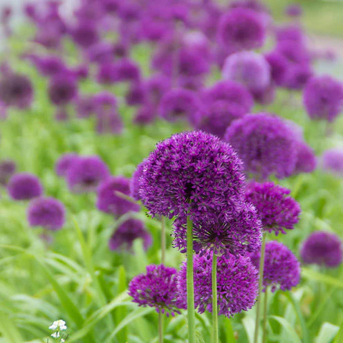 Blumenzwiebeln-Mischung ‘6 Monate Blüte’ (x100) - Image 3
