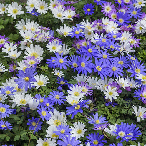 Blumenzwiebeln-Mischung ‘6 Monate Blüte’ (x100) - Image 5
