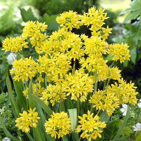Blumenzwiebeln-Mischung ‘6 Monate Blüte’ (x100) - Image 7
