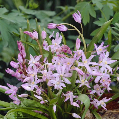 Blumenzwiebeln-Mischung ‘6 Monate Blüte’ (x100) - Image 8