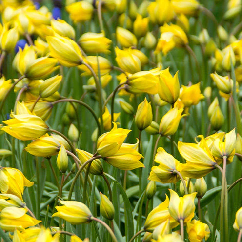 Blumenzwiebeln-Mischung ‘Butterfly Food’ (x70) - Image 9