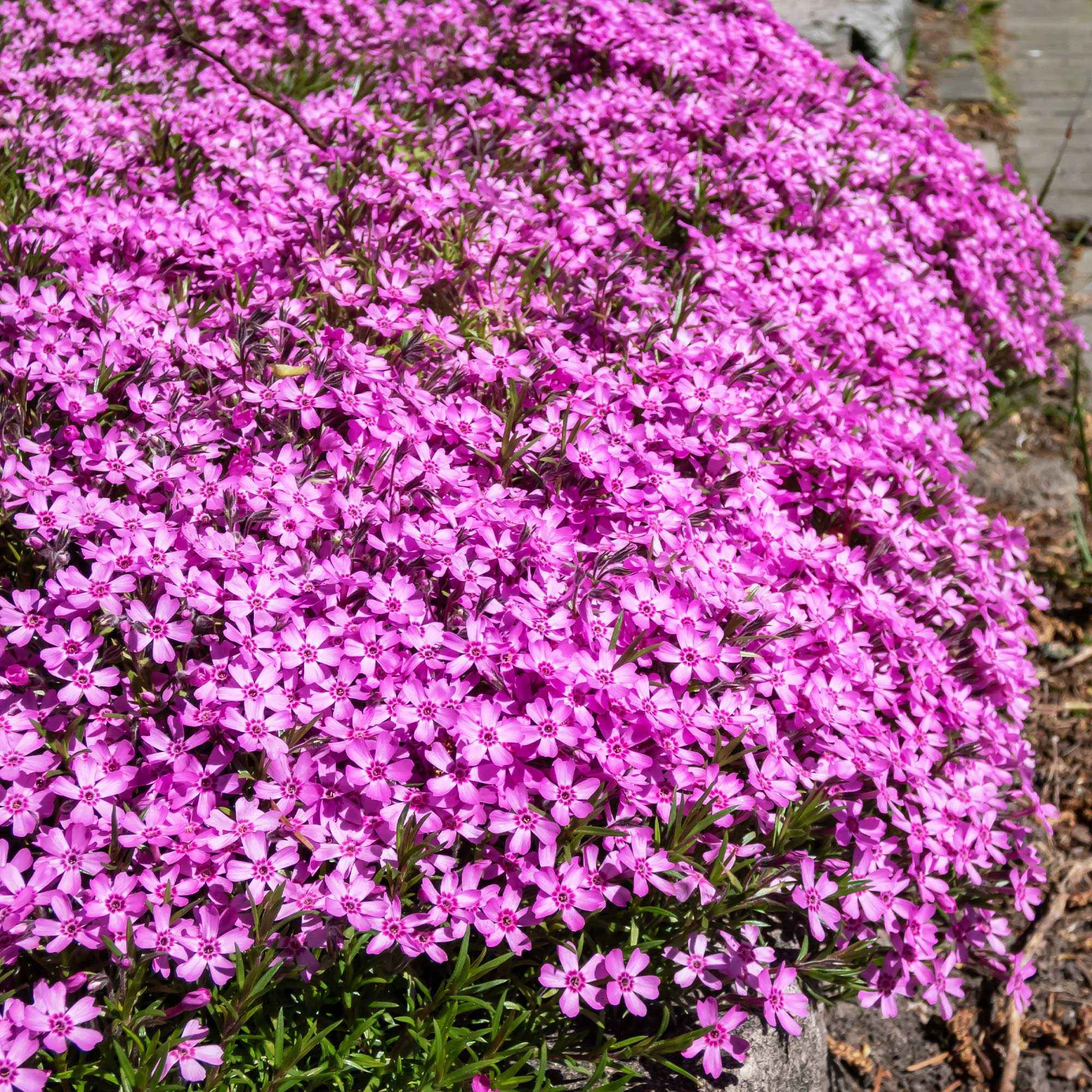 Blumiger Teppich in Rosa - Image 4