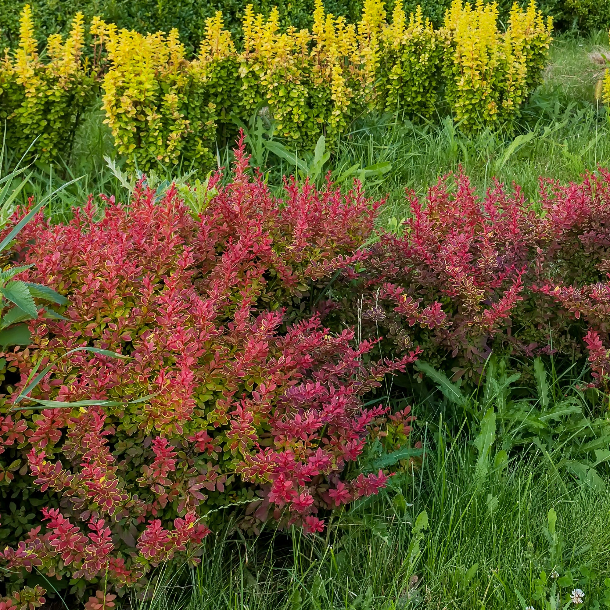 Blut-Berberitze ‘Atropurpurea’ Hecke - Image 2