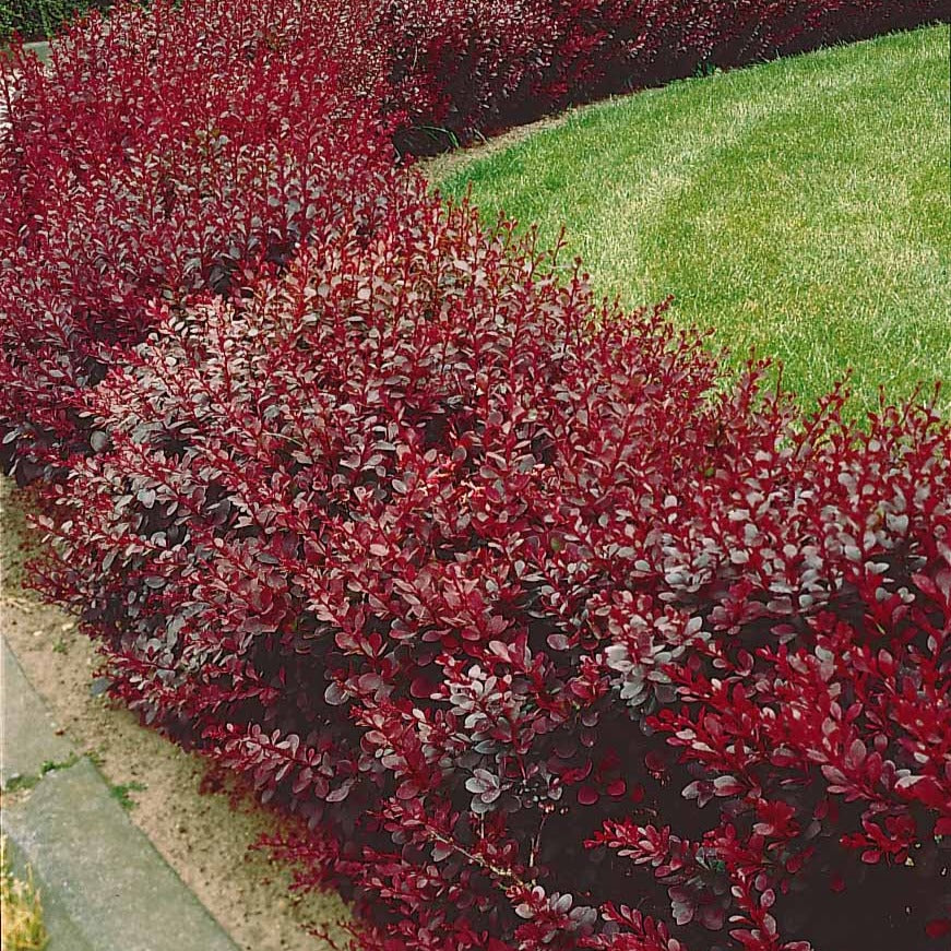 Blut-Berberitze ‘Atropurpurea’ Hecke - Image 3