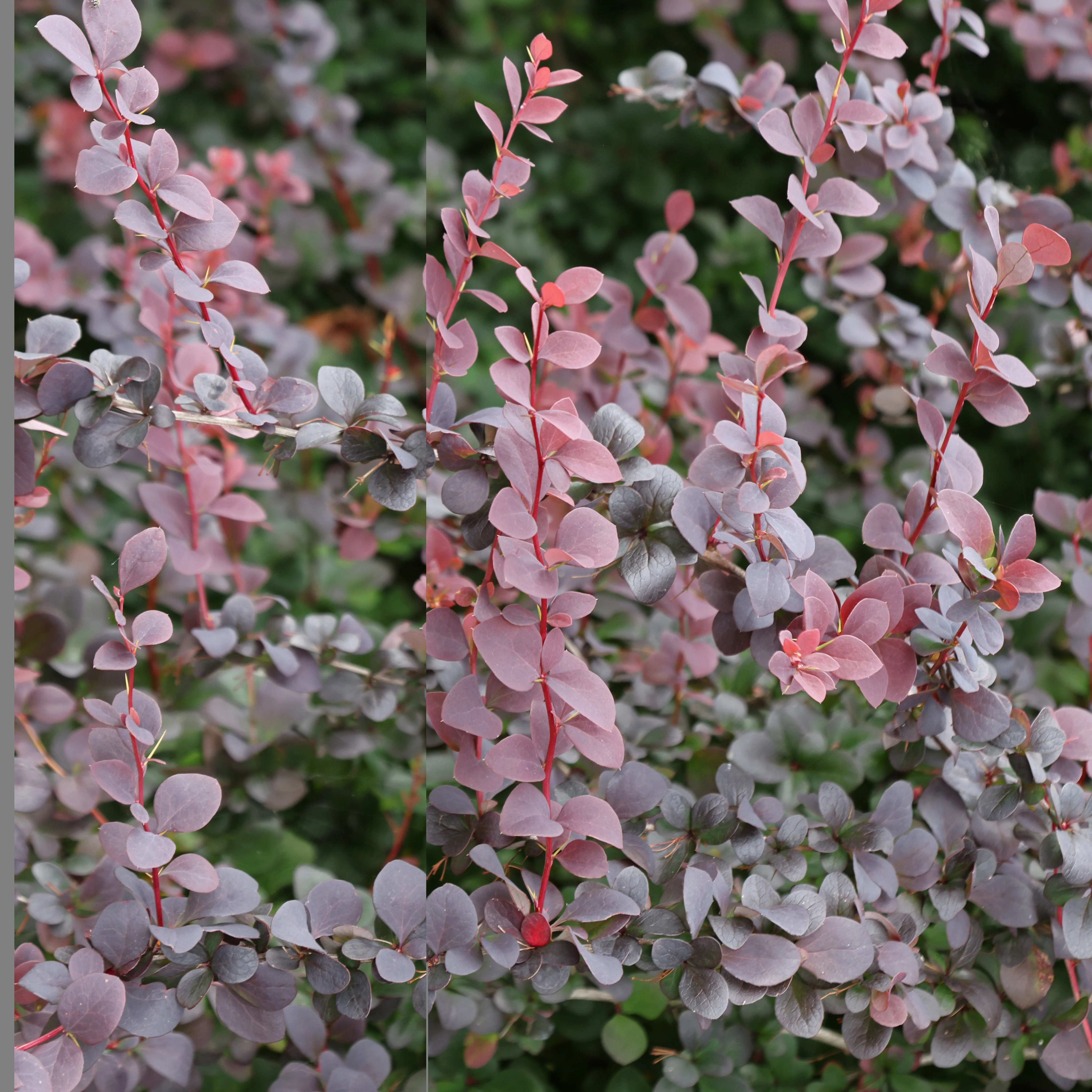Blut-Berberitze ‘Atropurpurea’ Hecke - Image 4