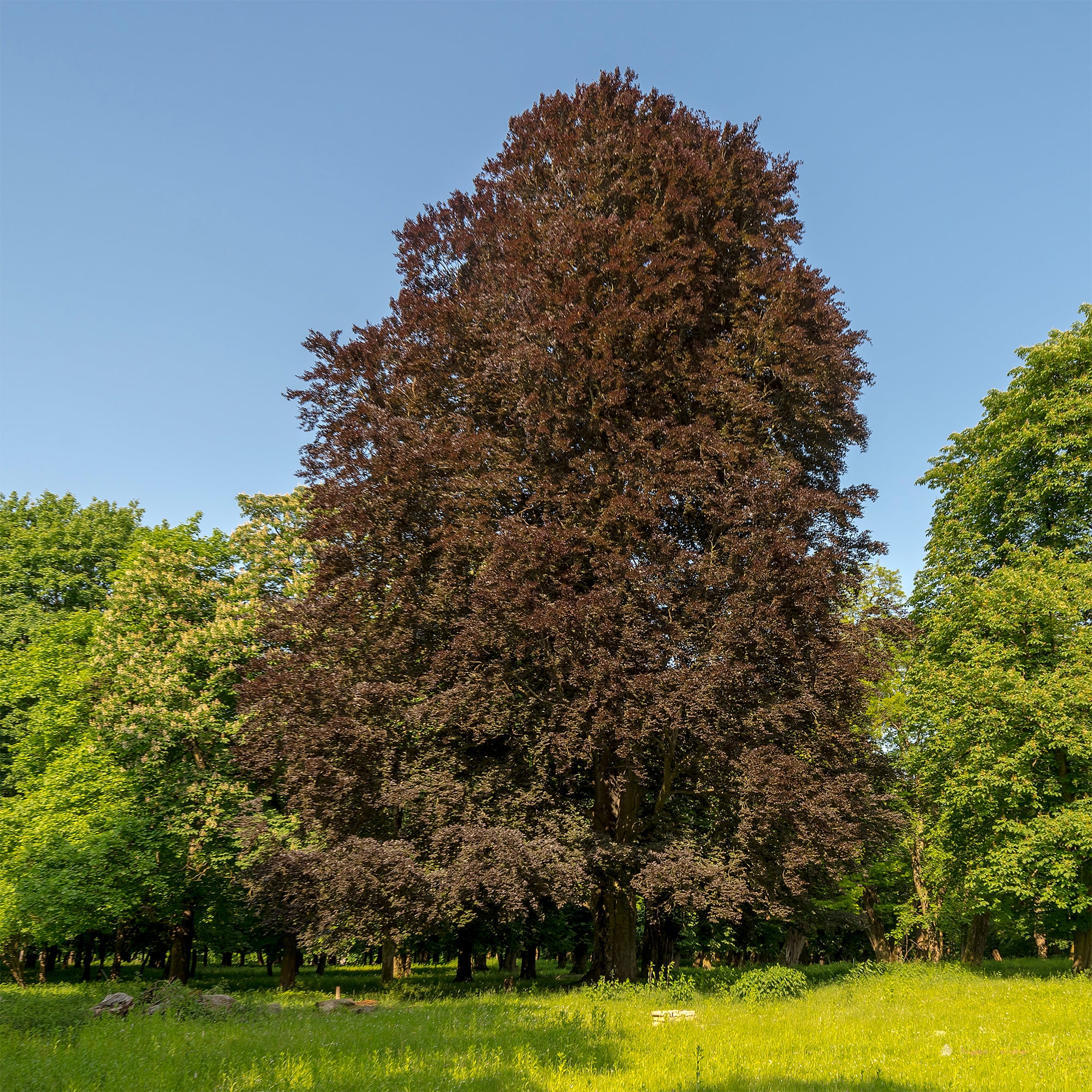 Blutbuche