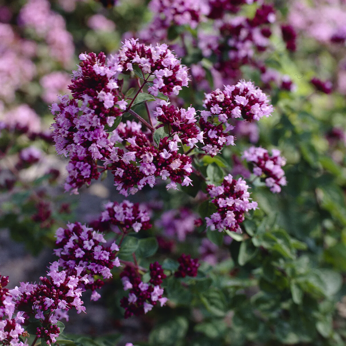 Blüten-Dost 'Rosenkuppel' - Image 3