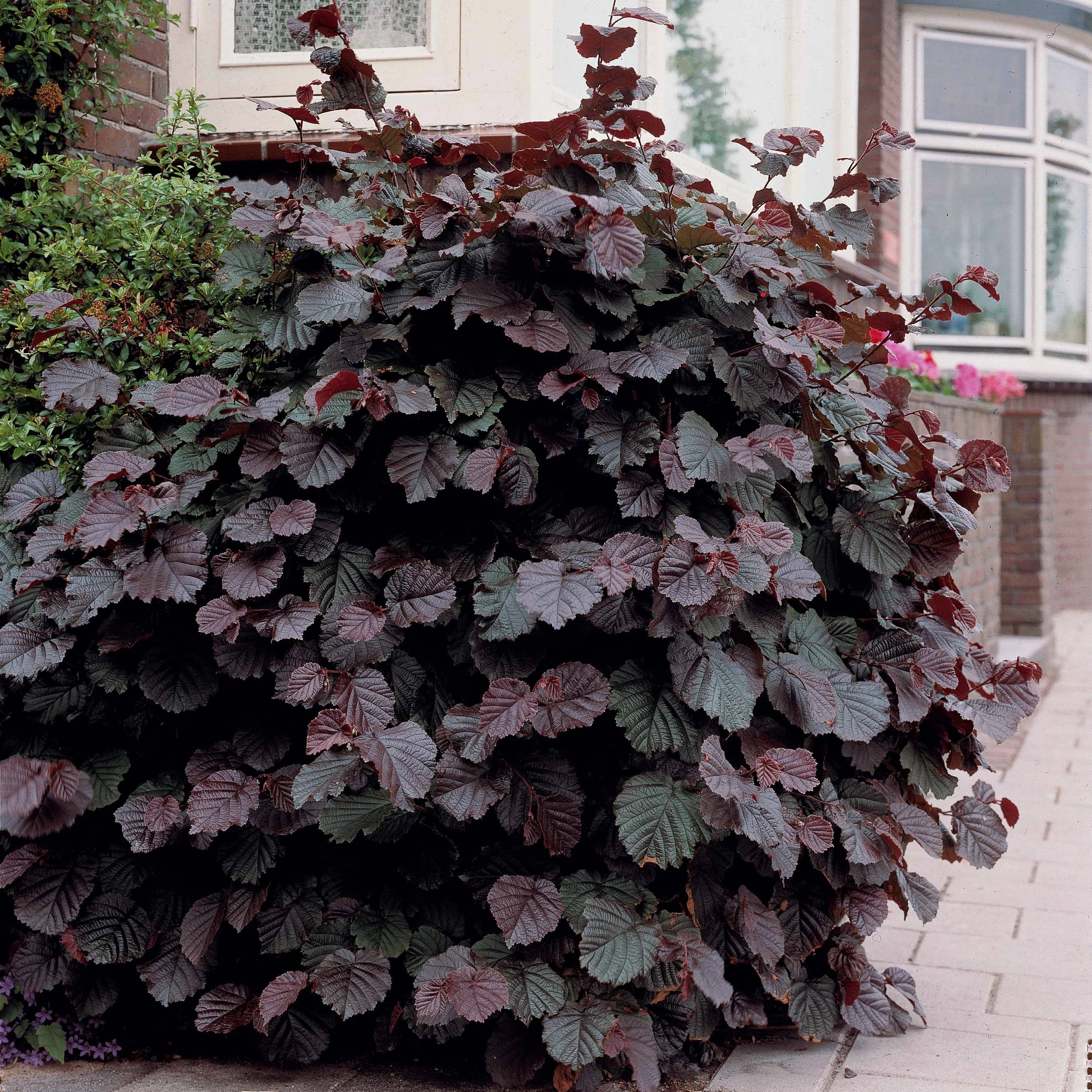 Bluthasel 'Purpurea' - Image 3