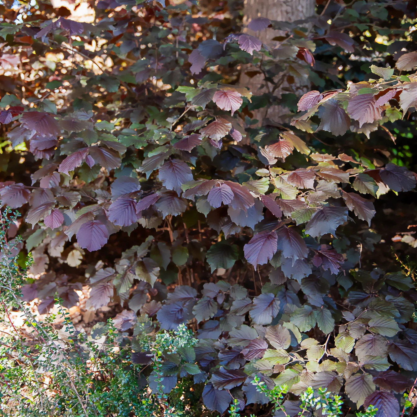 Bluthasel 'Purpurea' - Image 4
