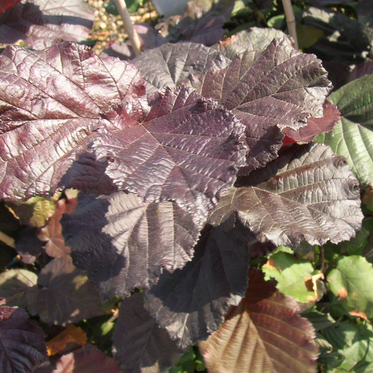 Bluthasel 'Purpurea' - Image 5