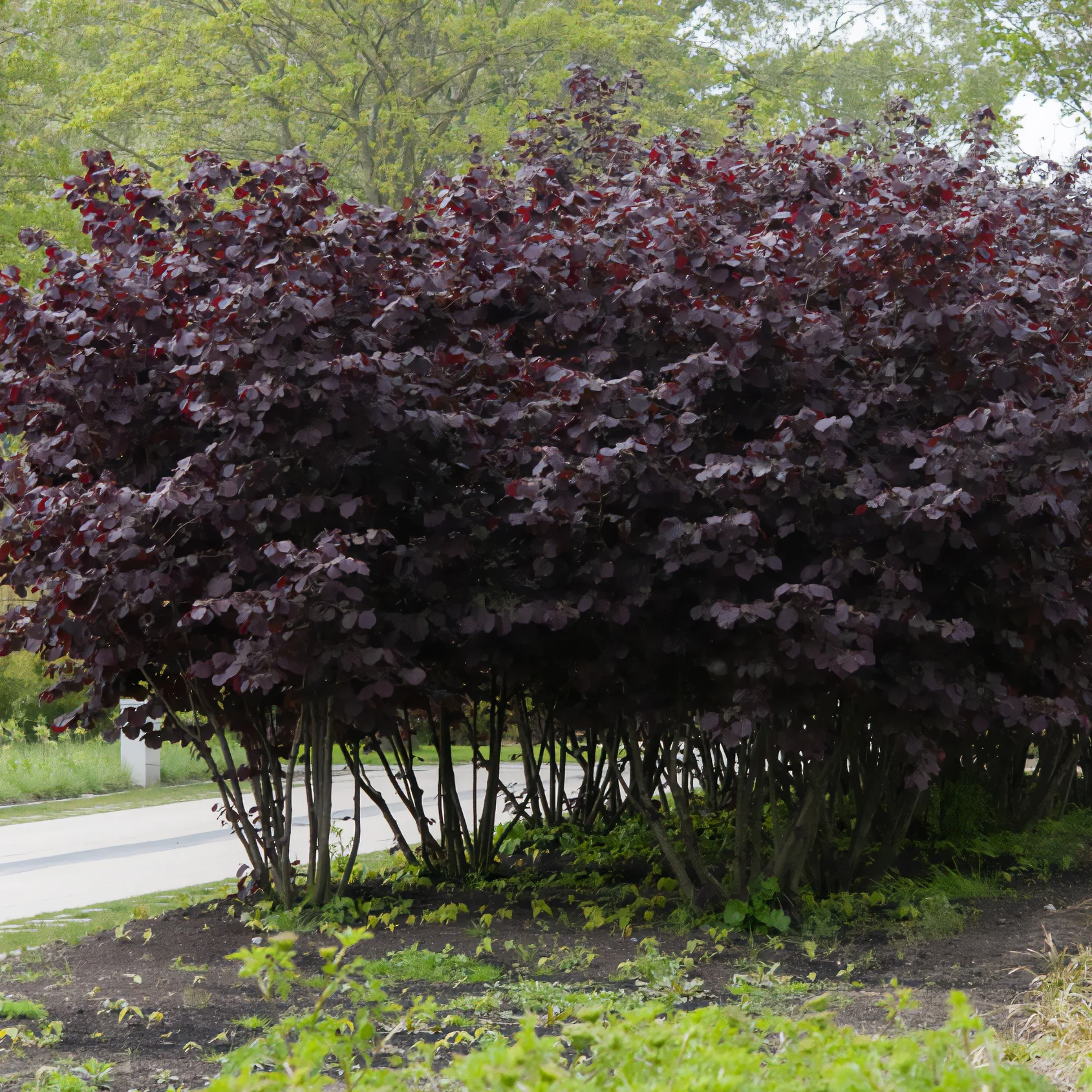 Bluthasel 'Purpurea' - Image 6