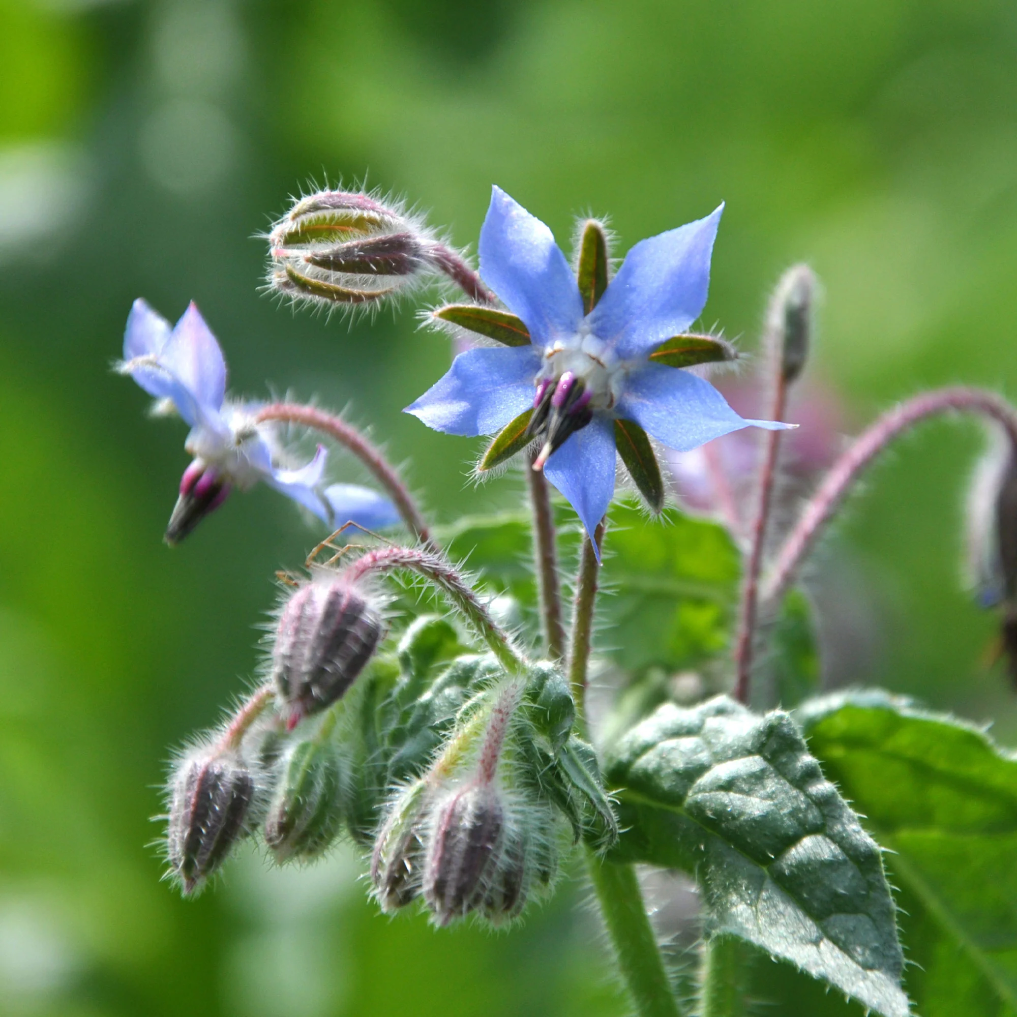Borretsch Blau Bio