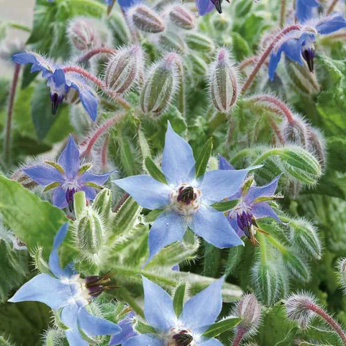 Borretsch Blau Bio - Image 4