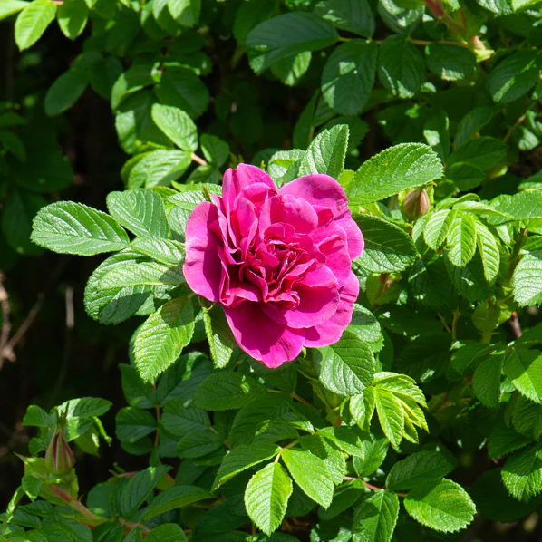 Botanische Rosen (x2) - Image 3