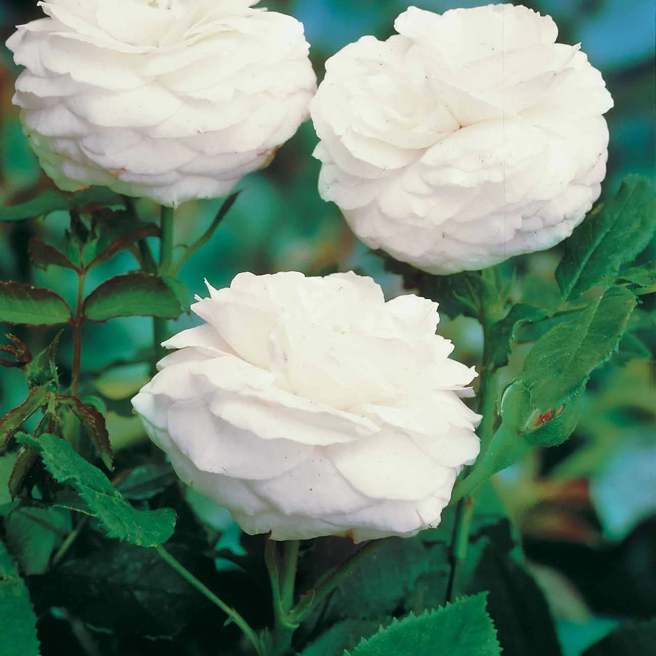 Botanische Rosen (x2) - Image 4