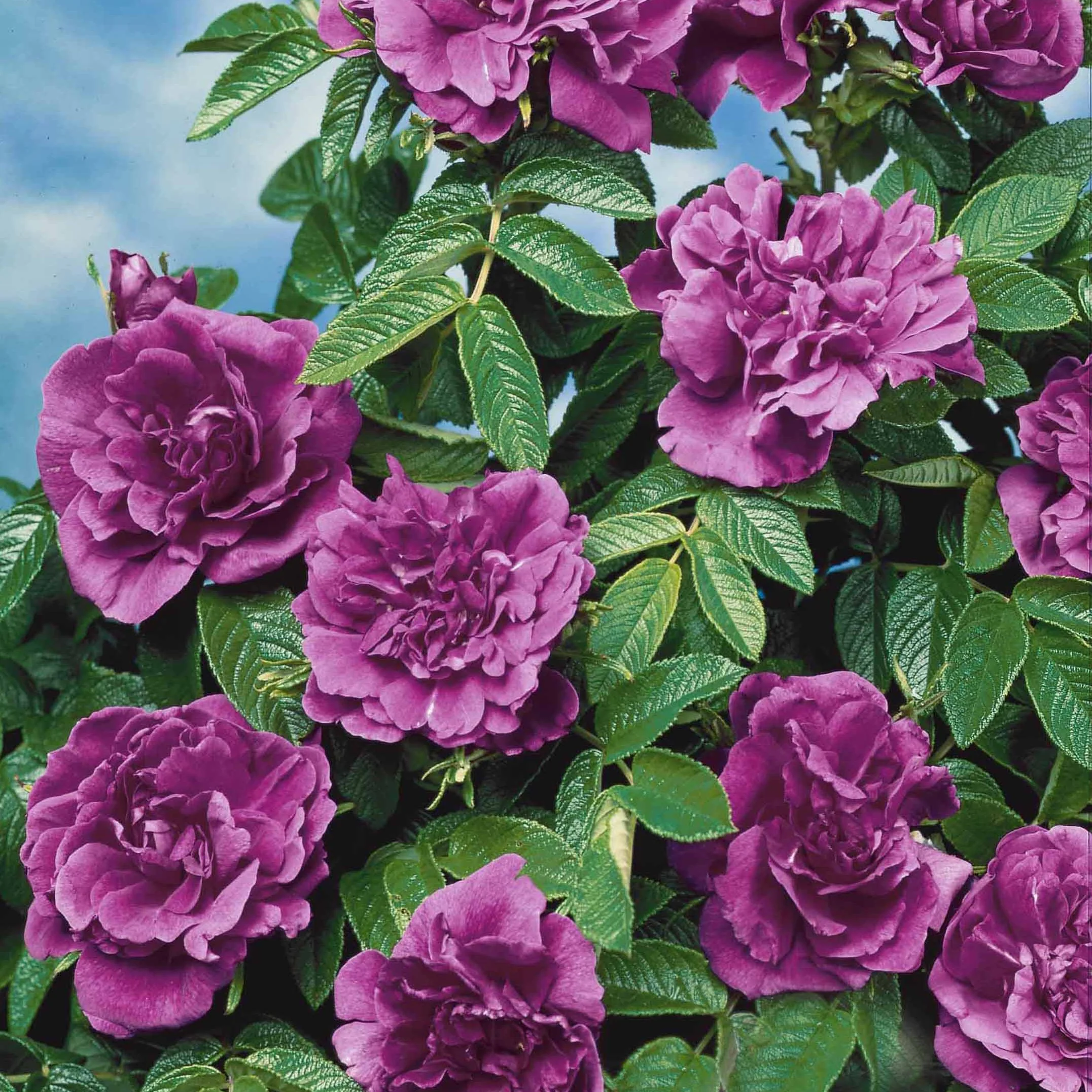 Botanische Rosen (x2) - Image 5