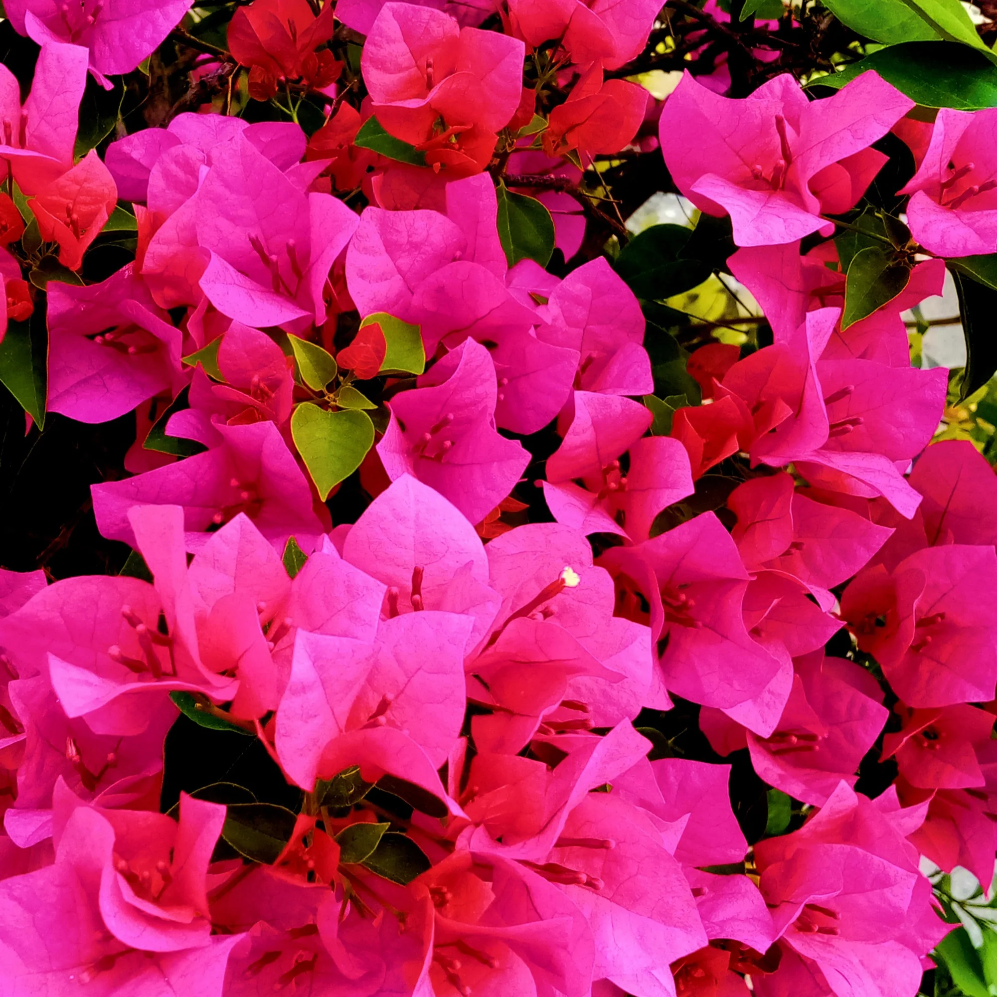 Bougainvillea rosa