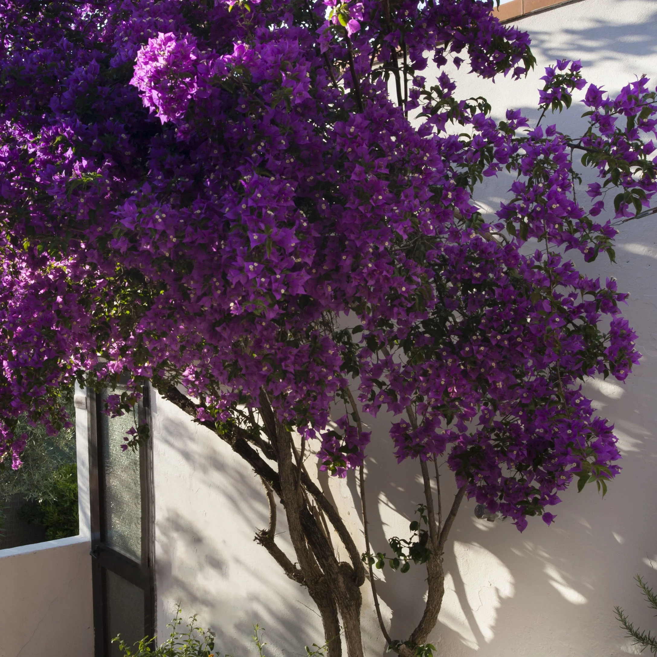 Bougainvillea ‘Violet de Meze’