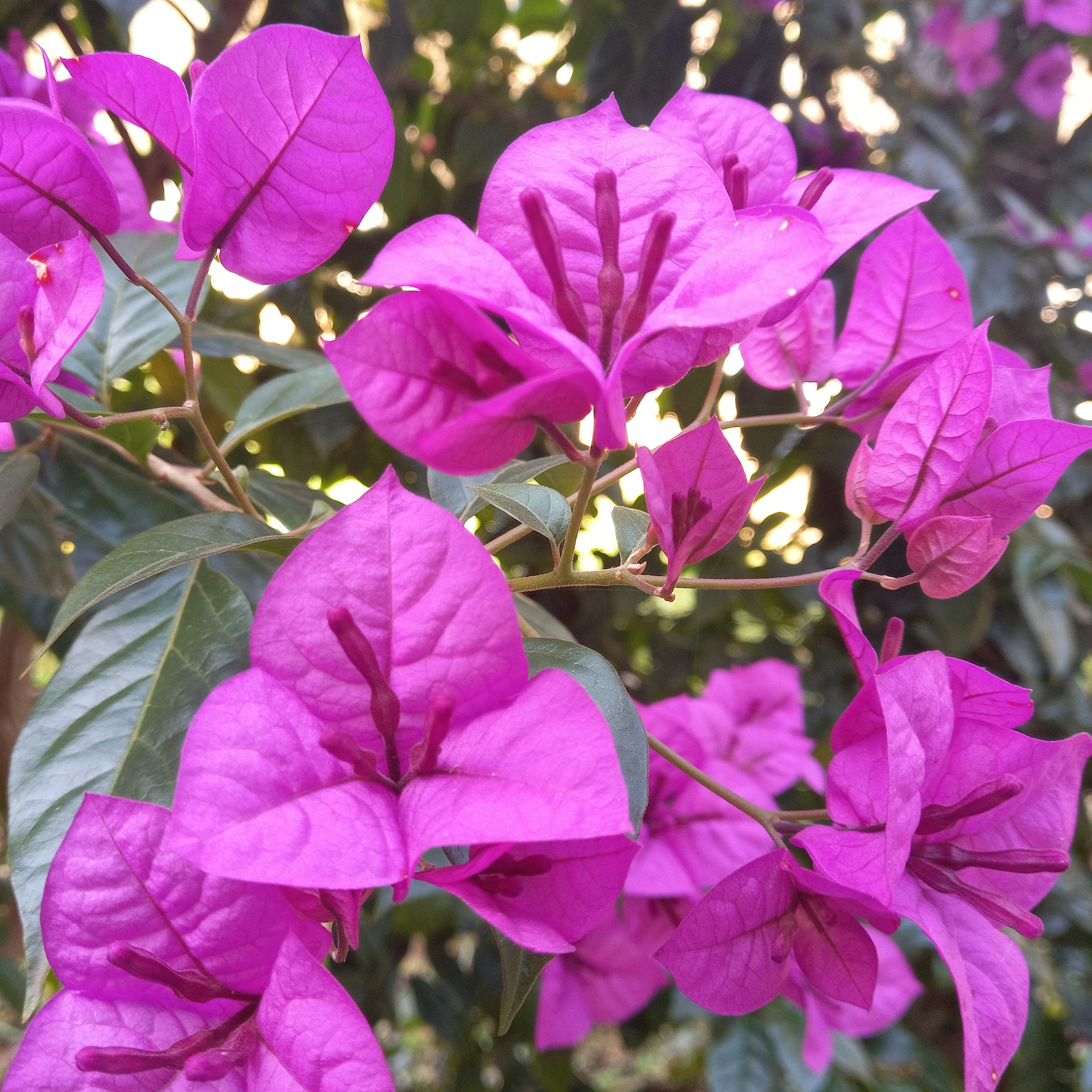 Bougainvillea ‘Violet de Meze’ - Image 2