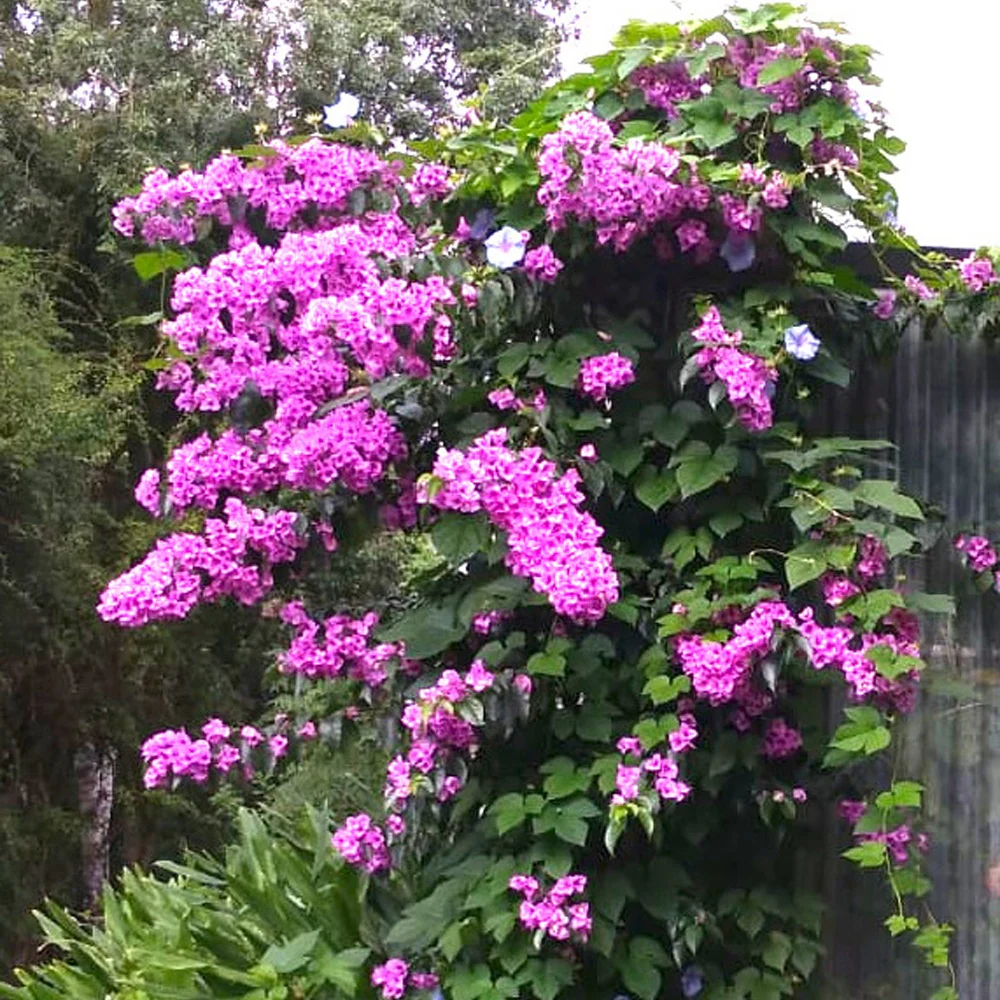 Bougainvillea ‘Violet de Meze’ - Image 3