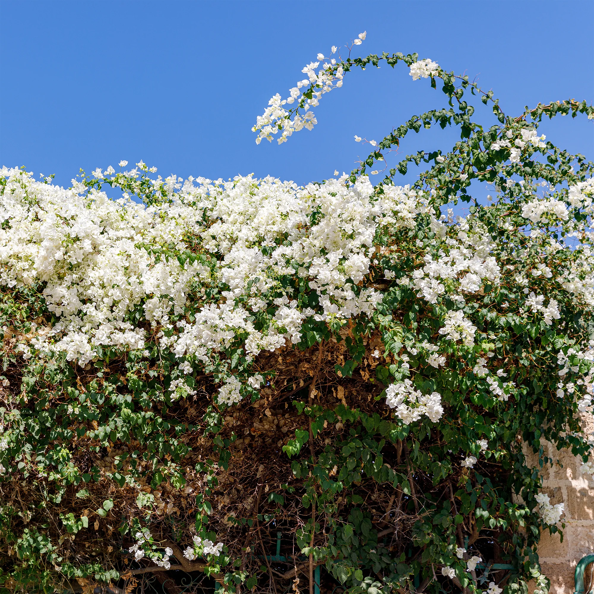 Bougainvillea weiß