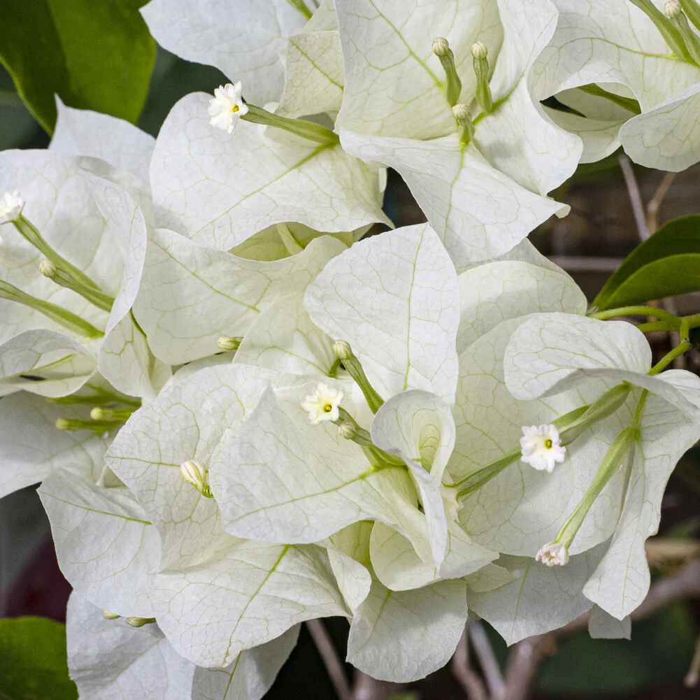 Bougainvillea weiß - Image 2